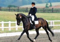 Customer Success Gallery - Advanced Dressage Horse